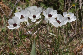 EA346970, Eastpress, Gerani, Greece